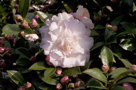 Autumn magic pearl white camellia